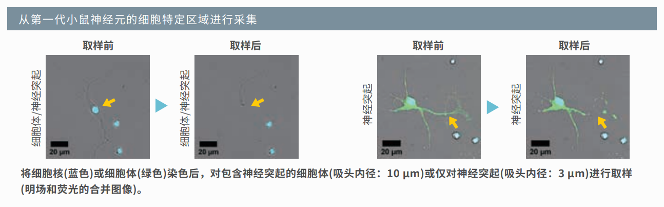 应用1：小鼠神经元取样.png